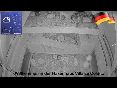 Style Dach Hasenhaus in Colditz - Die Villa für Nagetiere