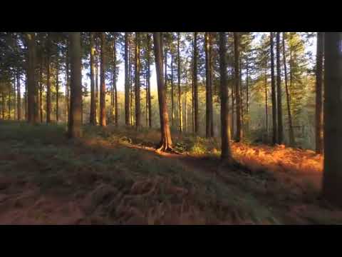 Ion Maovei - Pentru tine mai Costine