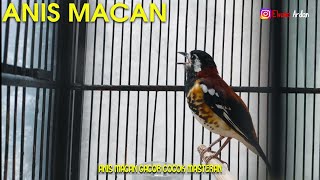 Download lagu COBA MASTERAN INI JAMIN ANIS MACAN BAKAL NGEPLONG DAN GACOR mp3