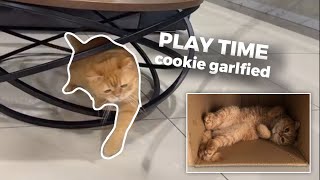 British Shorthair Cat Breed/Playtime Cookie Garfield