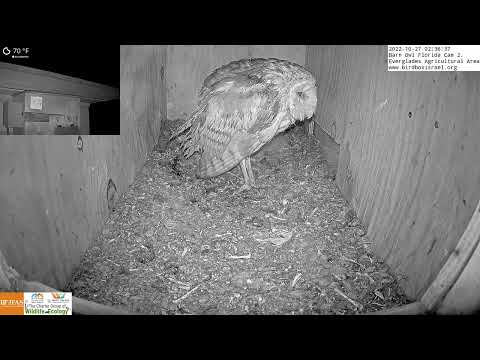 Did the female barn owl just return to her nest after a bath?