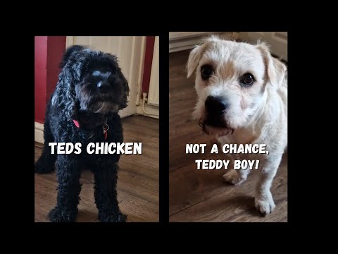 ¡Los perros británicos tienen una acalorada discusión por la cena de pollo!