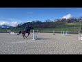 Castrone Cavallo da Sport Swizzero In vendita 2013 Baio