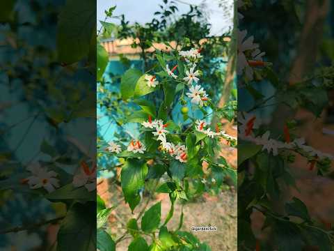 Sheuli flower | also known as harsinger or parijaat| #sheuli#flower #flowers #autumn #garden