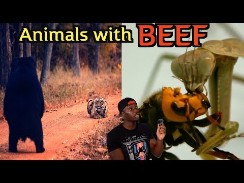 The Most Generational Rivalries in the Animal Kingdom