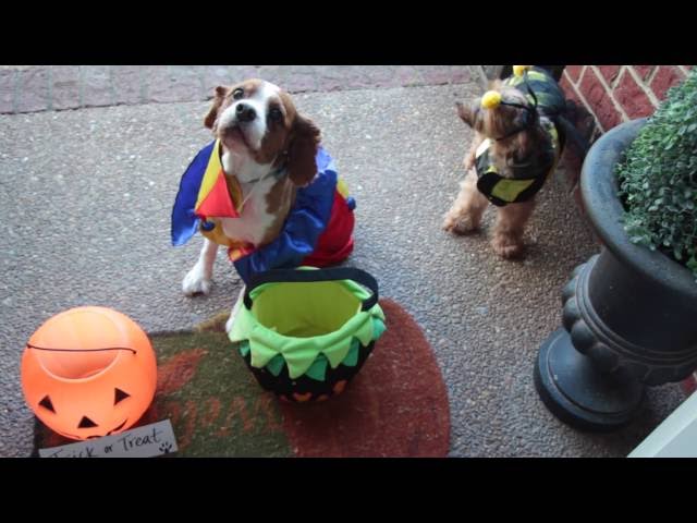 Happy HalloweenHappy Halloween From GriffithLaw