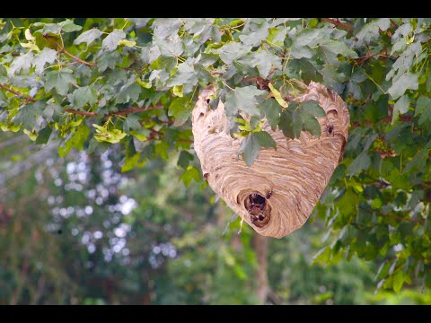 Massive hornets nest a looming threat in Westerleigh