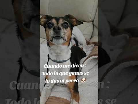 Yo trabajo para vivir yo no vivo pa trabajar no es mi problema es tu problema #cachorrosfofos