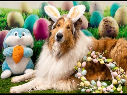 Cachorro e o Coelho.