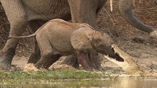 Amazing Crocodile Kill and Eat Baby Elephant When To Swim Across The River.