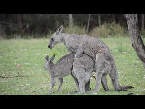 A kengurunak hímvesszője van Erszényesek – Wikipédia
