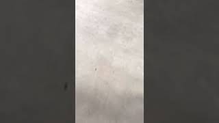 16 Ram 1500 CAN bus failure due connection issue at network comb (star connector) part 2