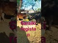 Dance Sad Religion Saraiki Slowed Mein Dadagiri Meri Moto Dil Mein Tere Naal Dil Diya