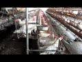 Factory Farming of Chickens in India 