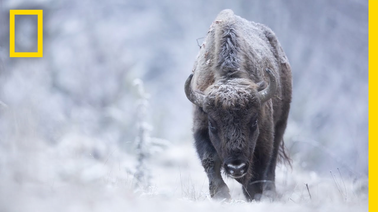 Join the wildlife photography jounrney of a photographer in search of a perfect shot