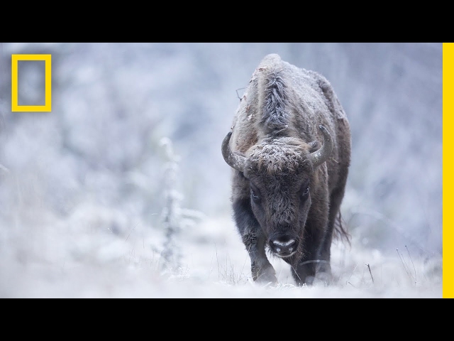 Join the wildlife photography jounrney of a photographer in search of a perfect shot