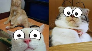 ???? Vídeos de Gatos Engraçados e  Loucos  #001 Funny and Crazy Cats ????