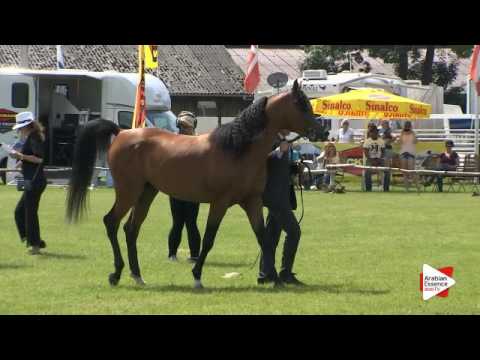 N.110 PAN AL SHARIF - Ströhen 2016 B-Show - Colts 3 years old (Class H)