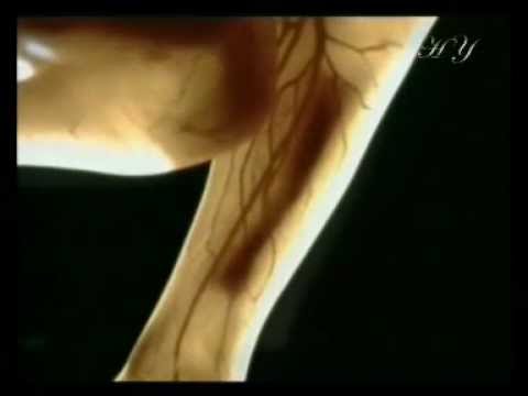 MIRACLES OF THE QUR'AN. THE WRAPPING OF THE MUSCLES OVER THE BONES.(www.harunyahya.com)