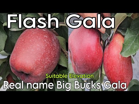 Apple Variety Flash Gala Real Name Big Bucks Gala RMS Bakhol