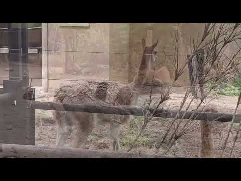 16 de Febrero 2026 - Buenos Aires 🇦🇷Animalitos en el Ecoparque.