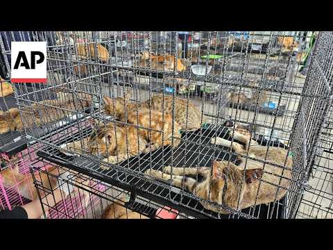 Vietnam police rescue hundreds of cats from being eaten in bust on animal theft ring