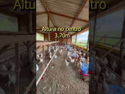 Projeto 1000 galinhas poedeiras #avicultura #fazenda #agro #aviculturadepostura