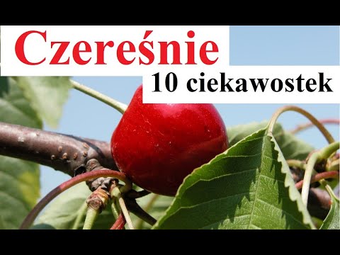 Cherries - 10 interesting facts