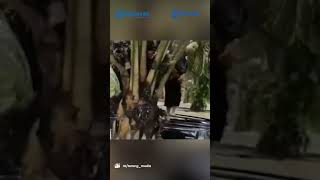 Download lagu Pria Sujud Syukur Saat Tim Rescue Tiba, Terjebak Banjir Seorang Diri mp3