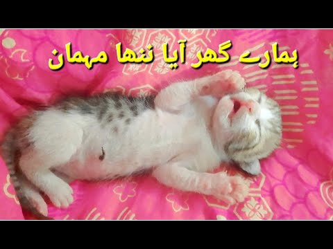 Cute Little Kitten/New Born Kitten/Cuteness Overloaded/Little Cats/My Cat Gave Birth to a Kitten