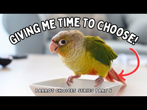 Giving Your Pet Bird Time To Choose - Parrot Choices Series Part 6 | TheParrotTeacher