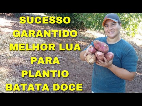 , title : 'Qual a Melhor Lua para Plantar Batata Doce e o Melhor Método de Plantio'