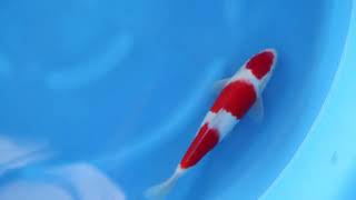 video van Sandan Kohaku 2602045