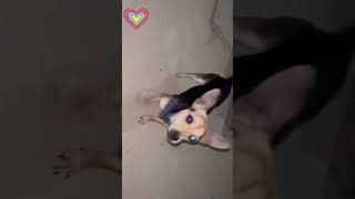 Video preview image #1 Beagle-Unknown Mix Puppy For Sale in Escondido, CA, USA