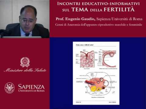 Controindicazioni patogeno femminili Farmaci per aumentare la potenza degli uomini