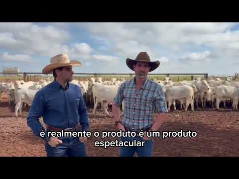 Resultados do FerAppease na Desmama - Fazenda Santa Lúcia