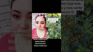 La ruda muy buena para migraña
