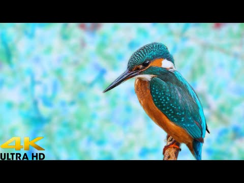 Bird Sounds - Bird Sounds Help Relax the Mind, and Heal the Heart and Soul | Peace Pulse Melodies
