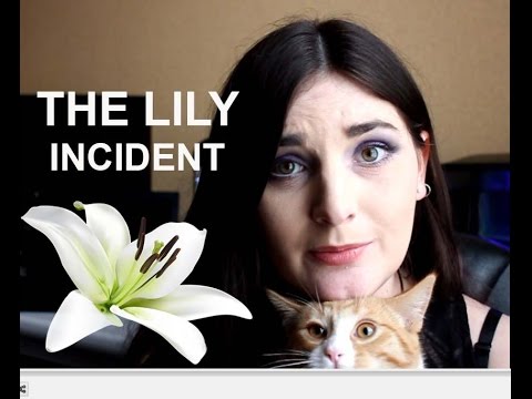 The Lily Incident - How My Kitten Tried to Kill Himself