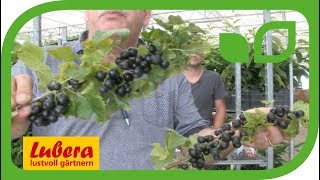 Schwarze Johannisbeeren Blackbells und Black Marble