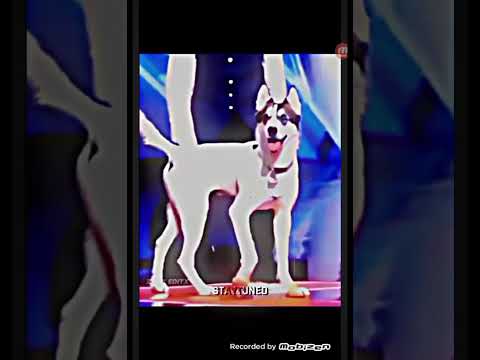 El hombre se convertio en un perro?!🗿🍷🧐