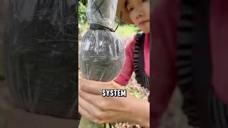 Why farmers are "Bandaging" their trees?