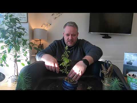 December Updates Episode 1