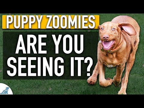 Is Your Puppy Trying To Tell You Something?