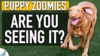 Is Your Puppy Trying To Tell You Something?
