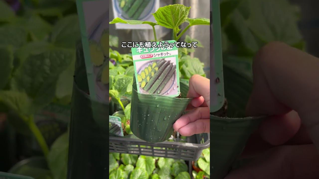 家庭菜園失敗あるある😔#家庭菜園 #shorts