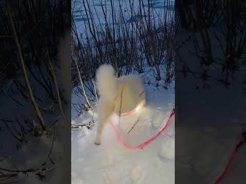 The Wolf King’s Winter Patrol- caught five mice in a month #puppy #samoyed #dog  #beautifuldog