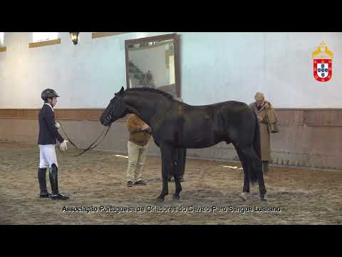 230128 13 Nicho OC - Aprovação de Garanhões