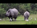 Mama Rhino Blows Bubbles Underwater While Soaking With Her Baby
