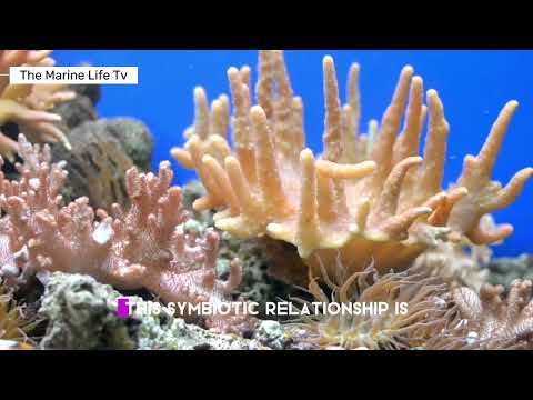 Os maravilhosos corais do fundo do mar @loloytv9003